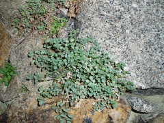 Sarcocapnos enneaphylla