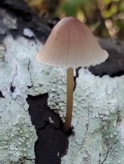 Mycena bulliformis