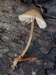 Mycena bulliformis