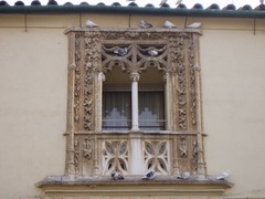 Columba livia domestica