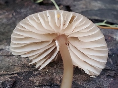 Mycena bulliformis