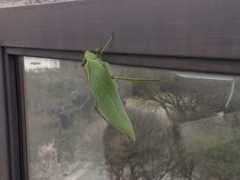 Stilpnochlora