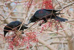 Corvus brachyrhynchos