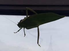 Stilpnochlora