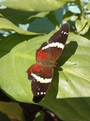 Anartia fatima colima