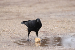Corvus corone