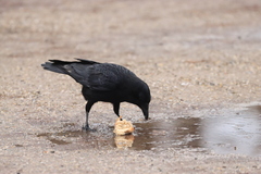 Corvus corone