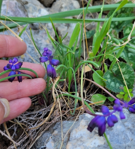 Image of Muscari Inconstrictum (Muscari inconstrictum) by no rights reserved