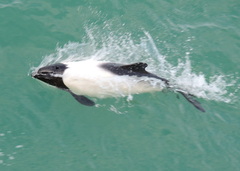 Cephalorhynchus commersonii