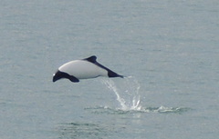 Cephalorhynchus commersonii