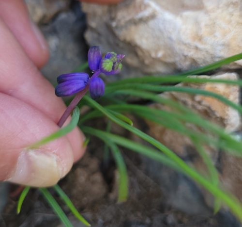 Image of Muscari Inconstrictum (Muscari inconstrictum) by no rights reserved