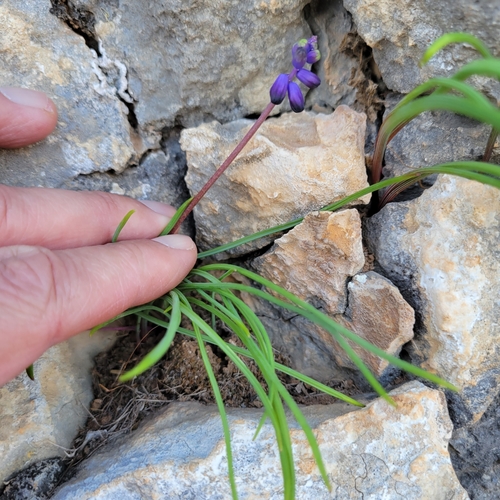 Image of Muscari Inconstrictum (Muscari inconstrictum) by no rights reserved