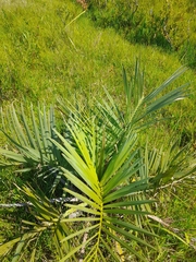 Butia odorata