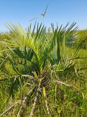 Butia odorata