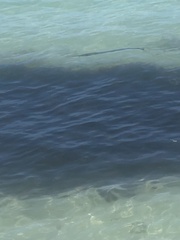 Tylosurus crocodilus