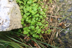 Stellaria parviflora
