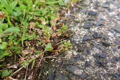 Crassula moschata