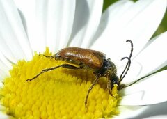 Pseudovadonia livida