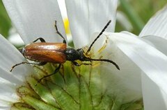 Pseudovadonia livida