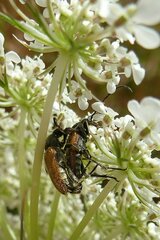 Pseudovadonia livida