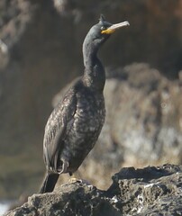 Gulosus aristotelis desmarestii
