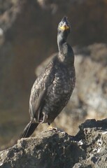 Gulosus aristotelis desmarestii