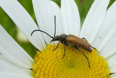 Pseudovadonia livida