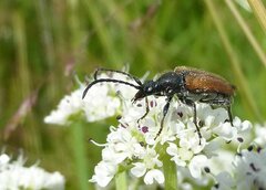Pseudovadonia livida