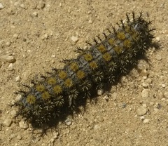 Hemileuca nevadensis