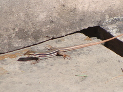 Aspidoscelis gularis