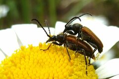 Pseudovadonia livida