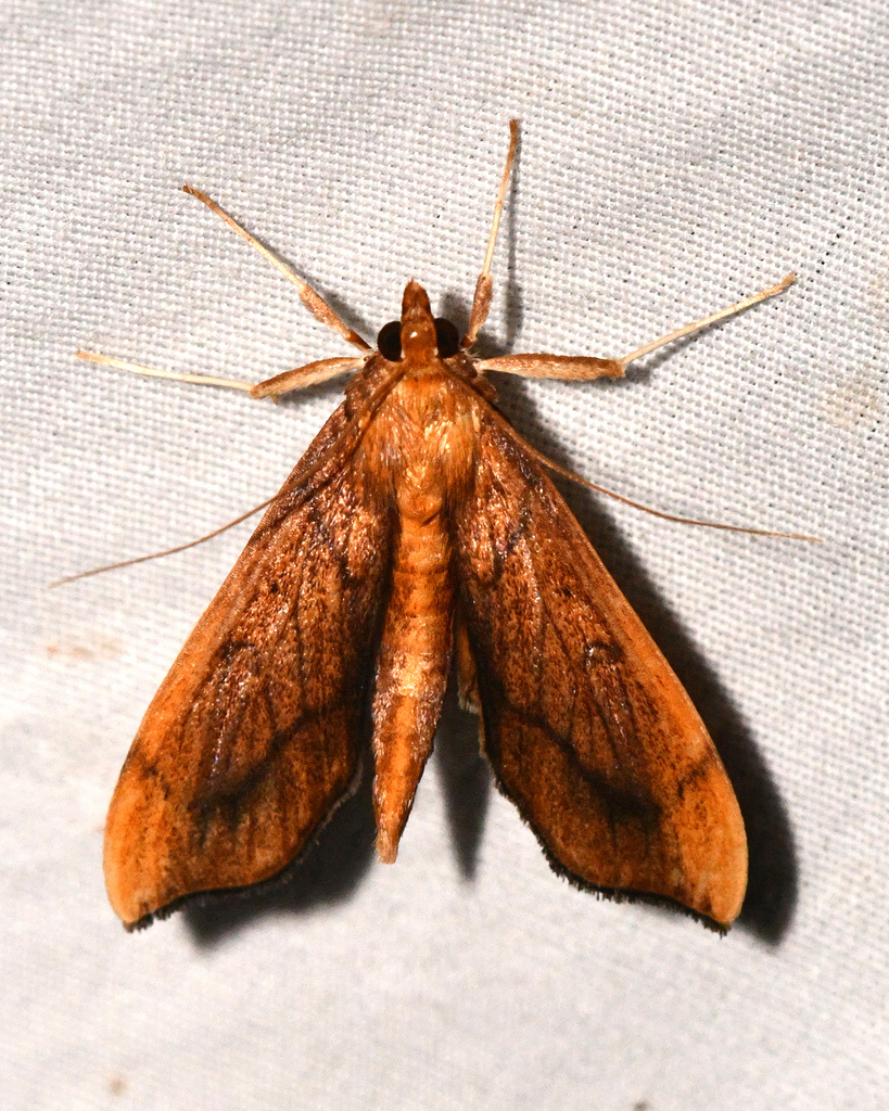 Anarmodia damalis