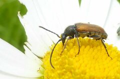 Pseudovadonia livida