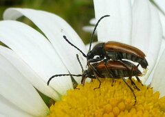 Pseudovadonia livida