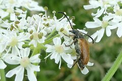 Pseudovadonia livida