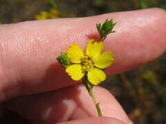 Deinandra fasciculata