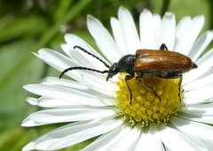 Pseudovadonia livida