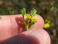 Deinandra fasciculata
