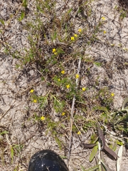 Scoparia montevidensis