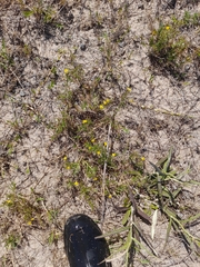 Scoparia montevidensis