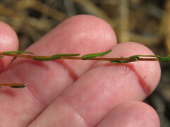 Deinandra fasciculata