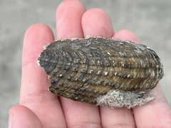 Cyrtopleura costata