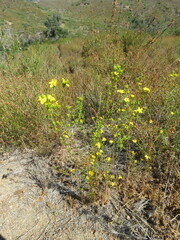 Deinandra fasciculata