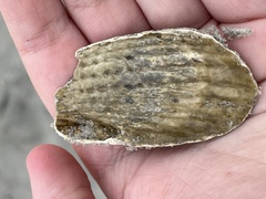 Cyrtopleura costata