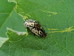 Zygogramma piceicollis