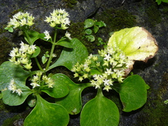 Sedum filipes