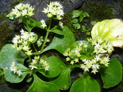 Sedum filipes