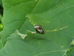 Zygogramma piceicollis