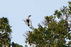 Ramphastos tucanus