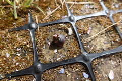 Cantharidus capillaceus